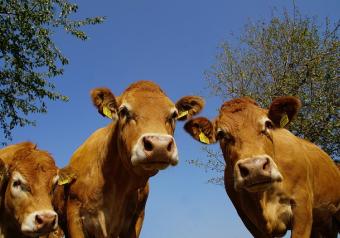 Foire aux veaux de lait Le 30 déc 2024